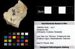 Foto (Objekt + Etiketten) von Decapoda indet. 